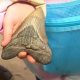 Девочка, коллекционирующая акульи зубы, нашла древний зуб мегалодона