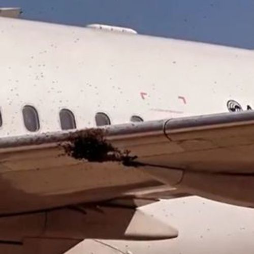 Рой пчёл уселся на крыло самолёта и стал причиной отмены рейса
