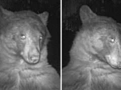 Медведь нашёл фотокамеру и сделал 400 селфи за одну ночь
