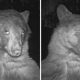 Медведь нашёл фотокамеру и сделал 400 селфи за одну ночь
