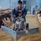С помощью необычной машины коровы получают свой корм быстро и поровну