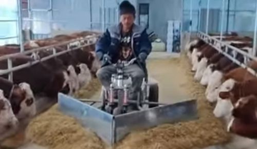 С помощью необычной машины коровы получают свой корм быстро и поровну