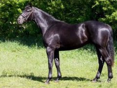 Покупатель искупал свою новую лошадь и выяснил, что она вовсе не чёрная