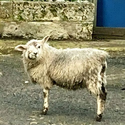 «Самая уродливая овца Британии» пропала с фермы