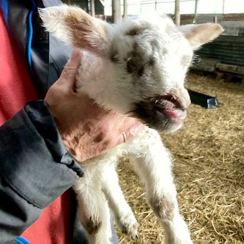 «Самая уродливая овца Британии» пропала с фермы