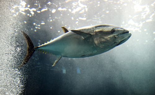 Рыбак, которого утащил за борт крупный тунец, объявлен пропавшим без вести