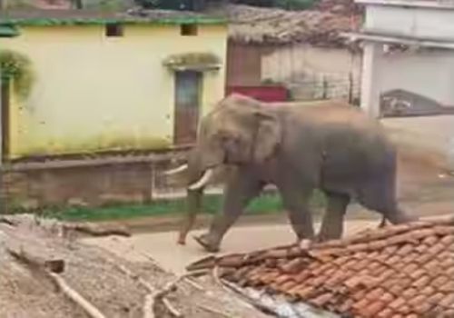 Слон взбесился во время ритуального жертвоприношения и затоптал трёх сельских жителей
