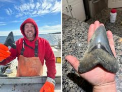 В груде устриц рыбак нашёл зуб древней вымершей акулы