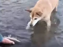 Пёс испытывает необъяснимую страсть к рыбинам и рыбалке