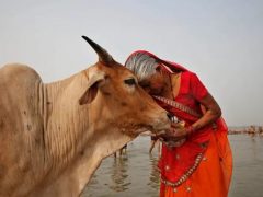 Жителей Индии попросили отметить День святого Валентина, обнимаясь с коровами