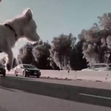 Собака выпрыгнула из окна машины во время движения и чудом осталась жива