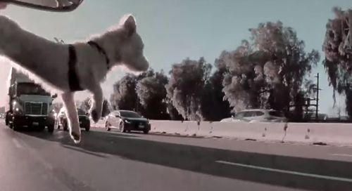 Собака выпрыгнула из окна машины во время движения и чудом осталась жива