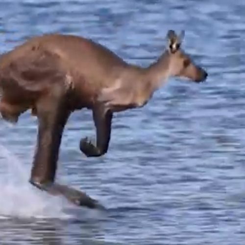 Кенгуру удивил фотографа сюрреалистическими прыжками по воде