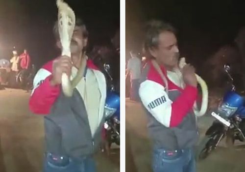 Любитель змей, игравший с коброй, скончался от её укуса
