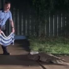 Полицейский попытался справиться с крокодилом, набросив на него полотенчико