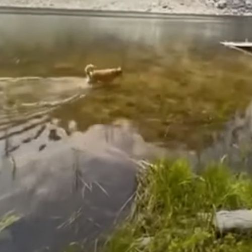 Пёс испытывает необъяснимую страсть к рыбинам и рыбалке