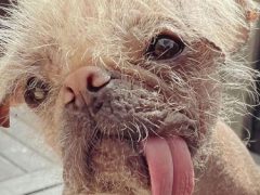 Люди посчитали, что самая уродливая собака Великобритании является ещё и самой милой