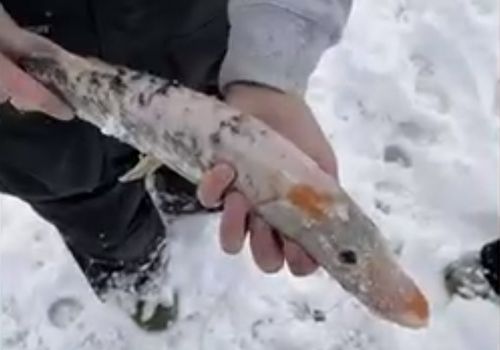 Странная рыба, казавшаяся замороженной, на самом деле страдала от лейкизма