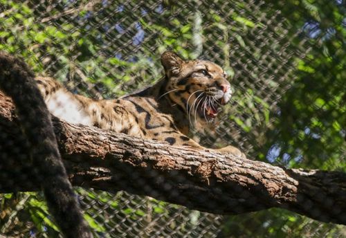 Незнакомцы выпустили дымчатого леопарда из вольера в зоопарке