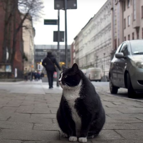 Упитанный уличный кот стал главной достопримечательностью города