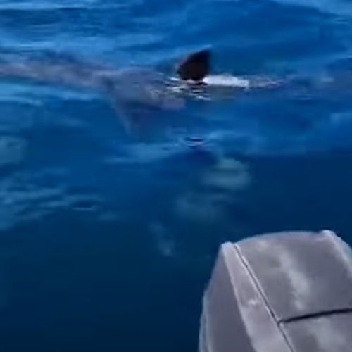 Акула чуть не откусила мотор у рыбацкой лодки