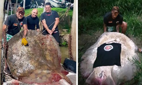 Рыбак два часа боролся с 250-килограммовым скатом и сумел с ним справиться