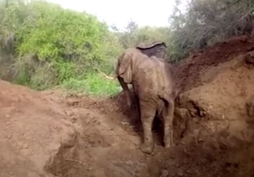 Слона целых два дня извлекали из заброшенного колодца