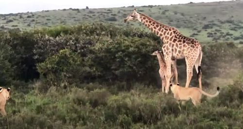 Маленький жираф получил помощь от мамы и спасся от львов