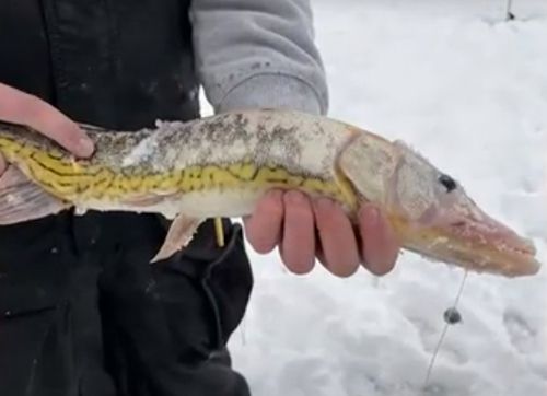 Странная рыба, казавшаяся замороженной, на самом деле страдала от лейкизма