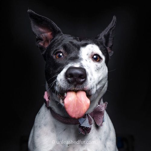 Фотограф делает портреты приютских собак, чтобы они быстрее нашли новый дом
