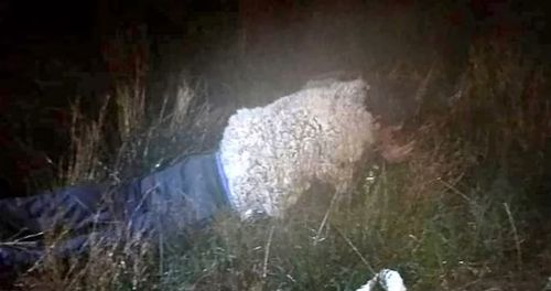 С помощью овечьей шкуры заключённый попытался замаскироваться под овцу и совершить побег
