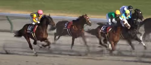 Лошадь во время скачек потеряла жокея, но всё равно пришла к финишу первой
