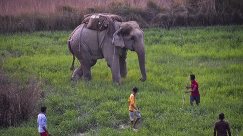Слон взбесился во время ритуального жертвоприношения и затоптал трёх сельских жителей