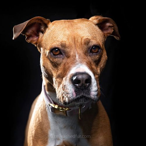 Фотограф делает портреты приютских собак, чтобы они быстрее нашли новый дом
