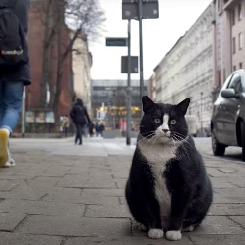 Упитанный уличный кот стал главной достопримечательностью города