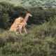 Маленький жираф получил помощь от мамы и спасся от львов
