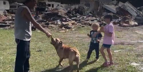 Домашний пёс составил компанию потерявшемуся мальчику и помог спасателям найти ребёнка
