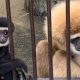 Обезьяна в зоопарке забеременела от своего соседа сквозь крошечное отверстие в стене вольера
