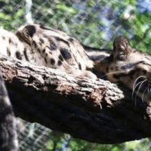 Незнакомцы выпустили дымчатого леопарда из вольера в зоопарке