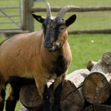По приказу директора зоопарка козы-пигмеи были убиты и поданы в качестве блюда на банкете