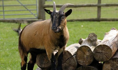 По приказу директора зоопарка козы-пигмеи были убиты и поданы в качестве блюда на банкете