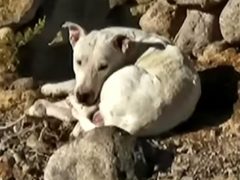 Спасённый пёс несколько месяцев жил с койотами