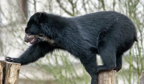Медведь в зоопарке сбежал из вольера уже во второй раз