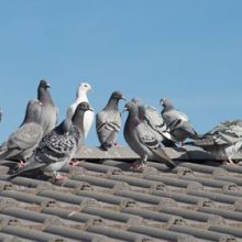 Домовладелица страдает от шумных птиц и их экскрементов, ведь её соседка любит кормить голубей и чаек