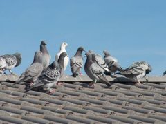 Домовладелица страдает от шумных птиц и их экскрементов, ведь её соседка любит кормить голубей и чаек