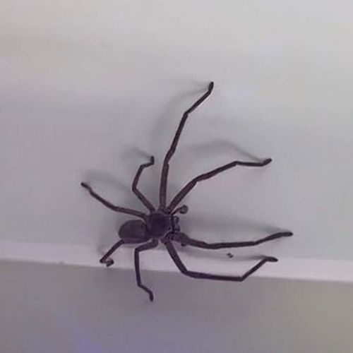 Обнаружив в кровати крупного паука, девушка сделала его своим домашним питомцем
