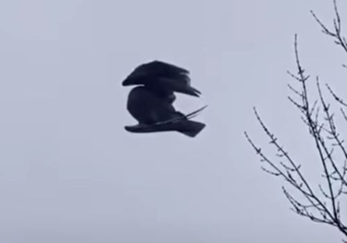 Мёртвая птица, парившая в воздухе, напугала очевидцев