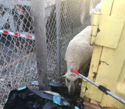 Полицейским пришлось ловить сразу шесть овец, разбежавшихся по городу