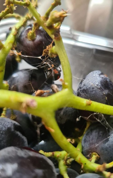 Опасный паук притаился в купленном винограде