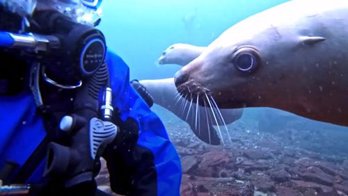 Любознательный морской лев попытался украсть у дайвера часы